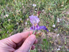 Gladiolus carinatus