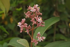 Miconia xalapensis
