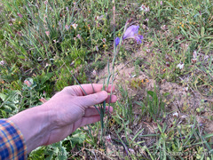 Gladiolus carinatus