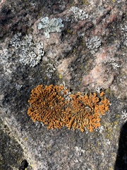 Xanthomendoza ulophyllodes