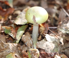 Amanita phalloides