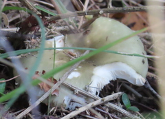 Heterophyllidia