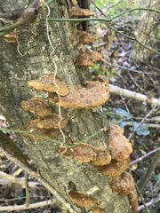 Fuscoporia