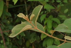 Miconia xalapensis