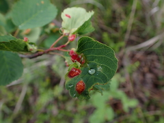 Blaesodiplosis