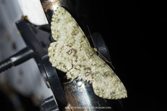 Ophthalmitis herbidaria