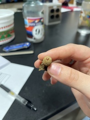 Calostoma ravenelii