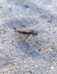 Alydus calcaratus