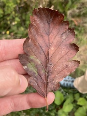 Scandosorbus intermedia