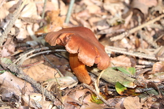 Cortinarius rubellus