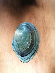 Sinanodonta woodiana