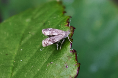 Anthophila fabriciana