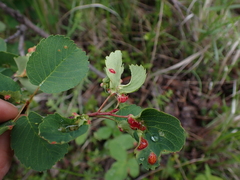 Blaesodiplosis