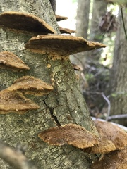 Fuscoporia