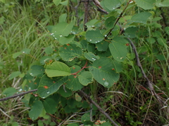 Blaesodiplosis