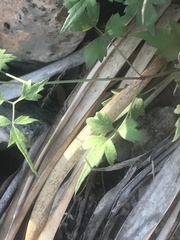Clematis drummondii