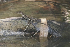 Anolis vermiculatus