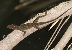 Anolis vermiculatus