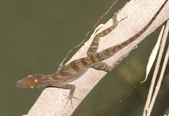 Anolis vermiculatus