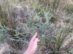 Wiborgia