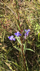 Gentianopsis virgata