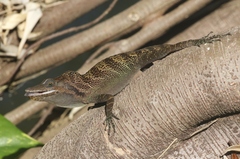Anolis vermiculatus