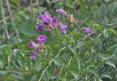 Mansoa alliacea