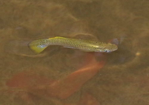 Cuban Gambusia (Gambusia punctata) — Poeciliidae