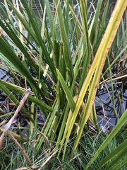 Sparganium erectum