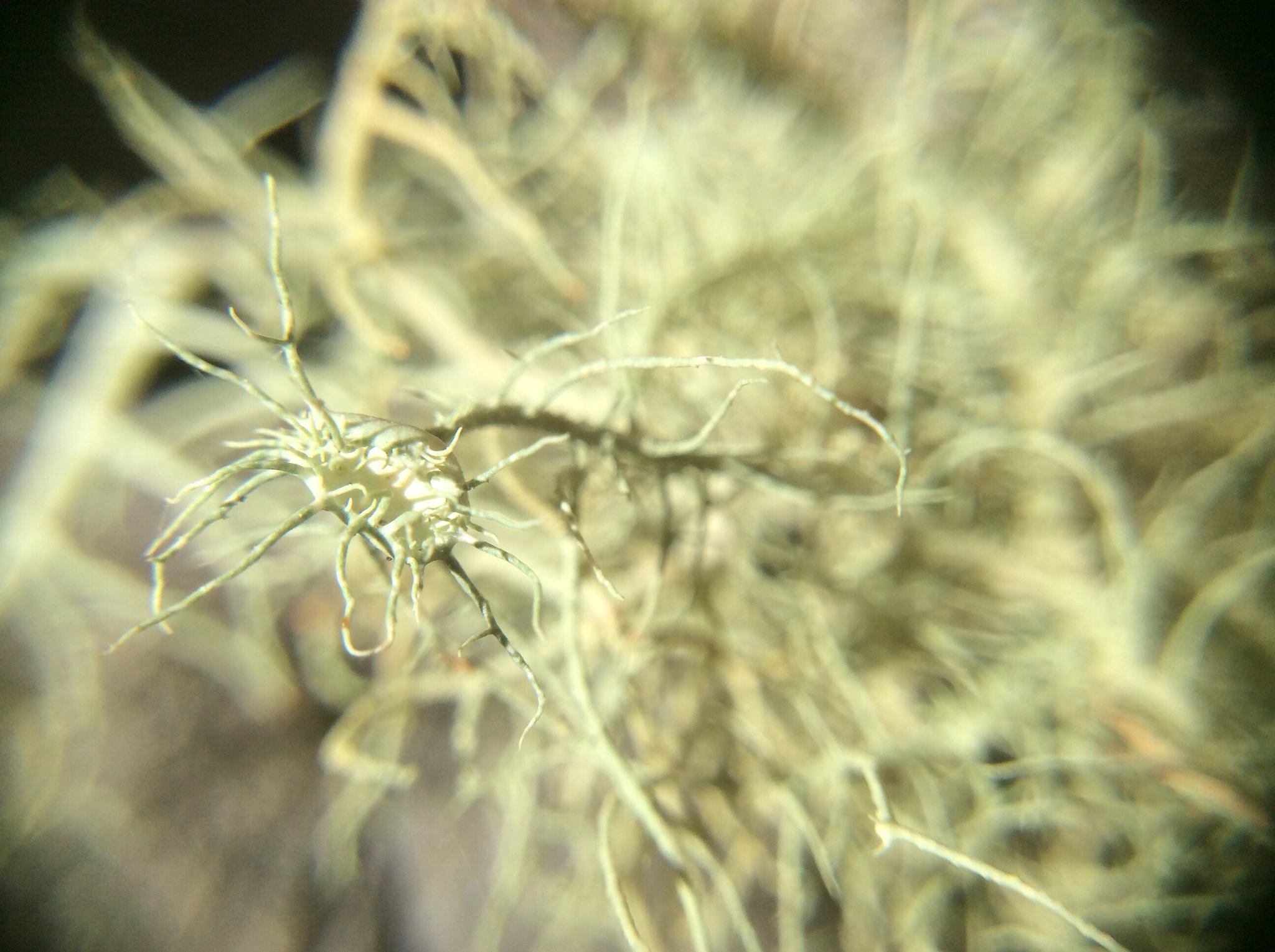 Usnea image
