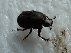 Onthophagus