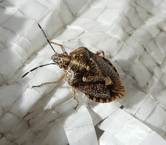 Agonoscelis puberula