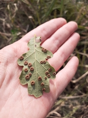 Neuroterus numismalis