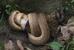 Tropidophis melanurus