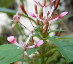 Lopezia racemosa