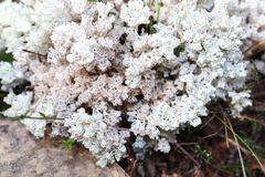 Pulchrocladia retipora