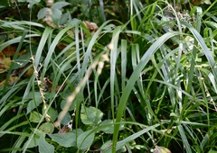 Diarrhena obovata