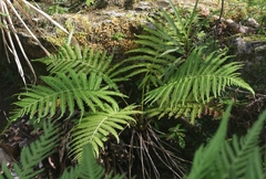 Thelypteridaceae