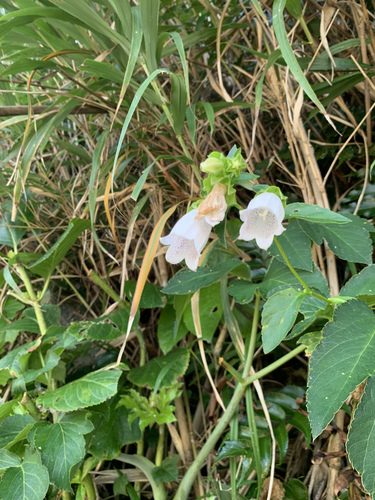 Campanula microdonta iNat (2)