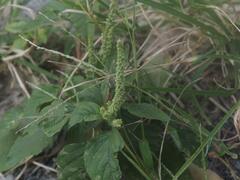 Amaranthus viridis