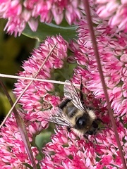 Bombus vagans bolsteri
