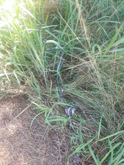 Python bivittatus