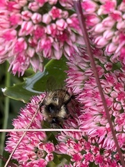 Bombus vagans bolsteri