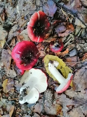 Russula atropurpurea