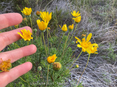 Euryops abrotanifolius