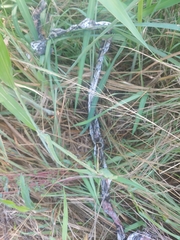 Python bivittatus