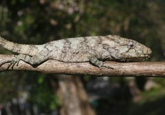 Anolis barbatus