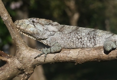 Anolis barbatus
