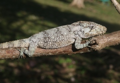 Anolis barbatus
