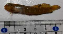 Omobranchus elongatus